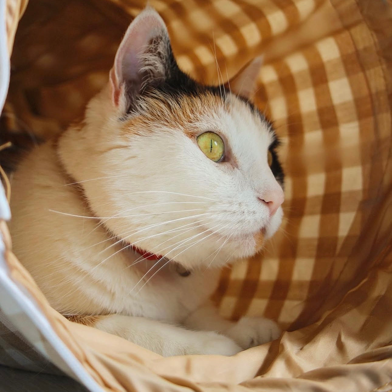 Audrey Play and Nest