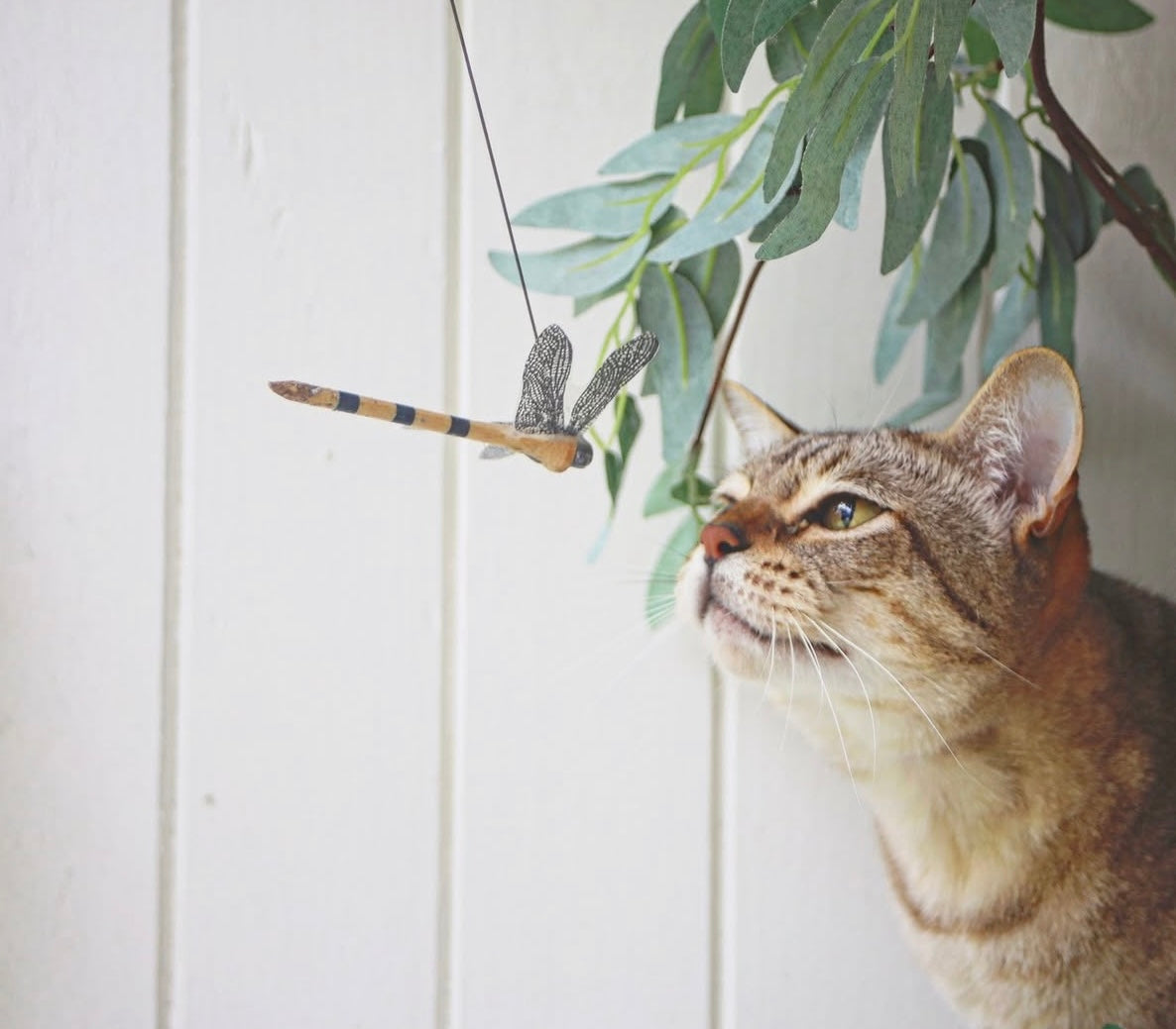 Tom Reed’s Original Dragonfly Teaser