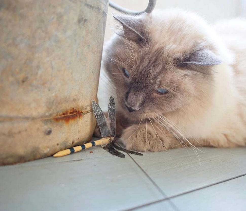 Tom Reed’s Original Dragonfly Teaser