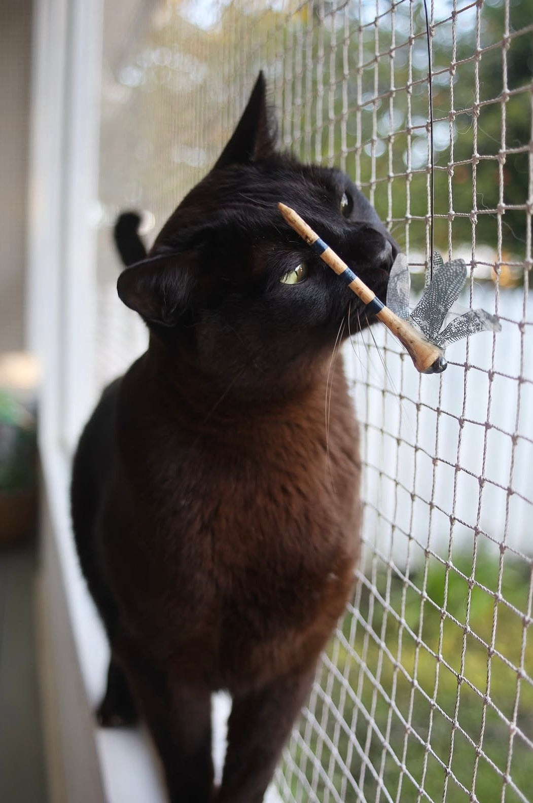 Tom Reed’s Original Dragonfly Teaser